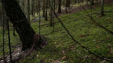 Fairytale forest, green forest, tree crowns. Camera movement inside the forest. Video stock 129450938
