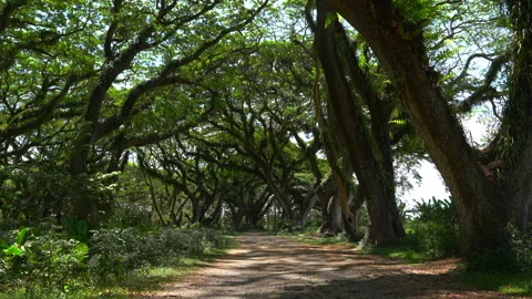 Fairytale forest Javatan Benchuluk in Java Iceland, Indonesia. Stock Footage 292090348