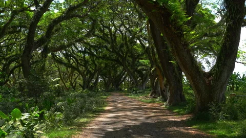 Fairytale forest Javatan Benchuluk in Java Iceland, Indonesia. Stock Footage 292092511