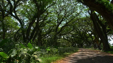 Fairytale forest Javatan Benchuluk in Java Iceland, Indonesia. Stock Footage 292136337