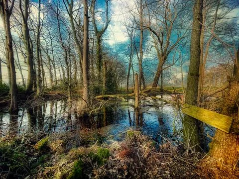 Fairytale forest lake in spring. Stock Photos