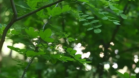 Fairytale forest landscape - old acaciatrees stretch to the sun, they formed an Stock Footage