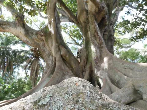 Fairytale Forest Stock Photos