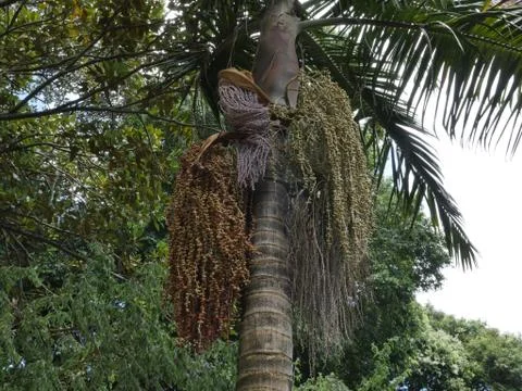 Fairytale Forest Stock Photos