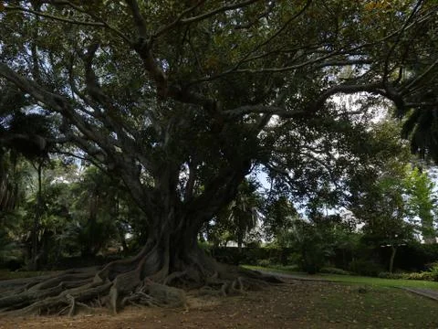 Fairytale Forest Stock Photos