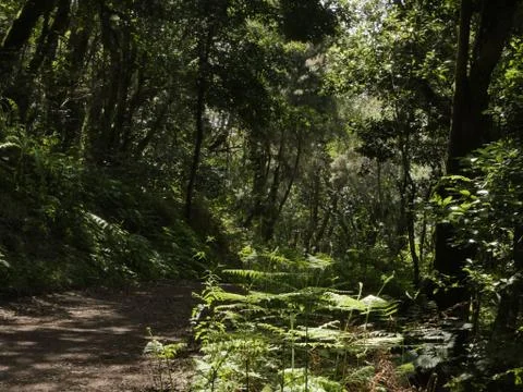 Fairytale Forest Stock Photos