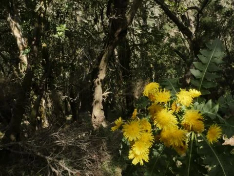Fairytale Forest Stock Photos