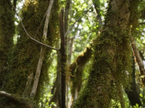 Fairytale Forest Stock Photos