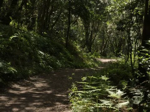 Fairytale Forest Stock Photos