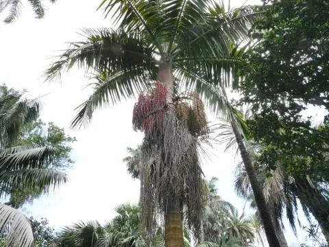 Fairytale Forest Stock Photos