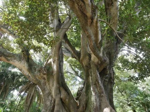 Fairytale Forest Stock Photos