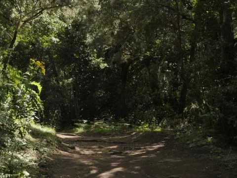 Fairytale Forest Stock Photos