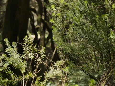 Fairytale Forest Stock Photos