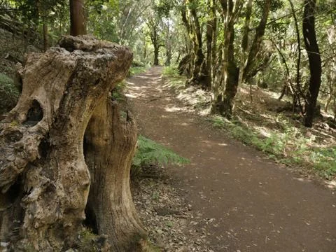 Fairytale Forest Stock Photos