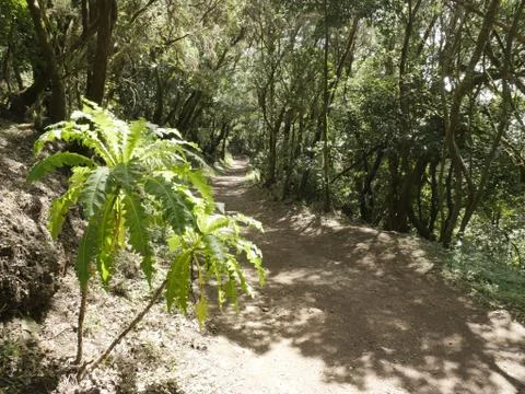 Fairytale Forest Stock Photos
