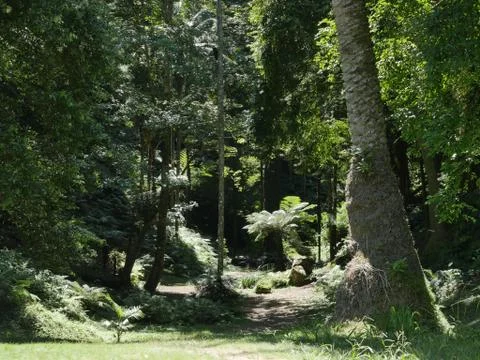 Fairytale Forest Stock Photos