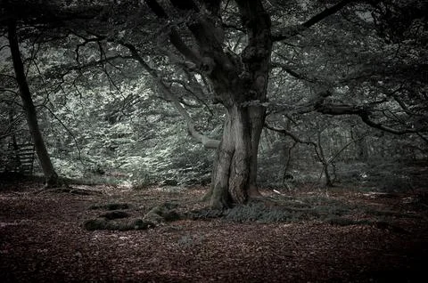 In the fairytale forest Stock Photos