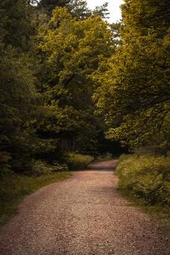 Fairytale forest Stock Photos