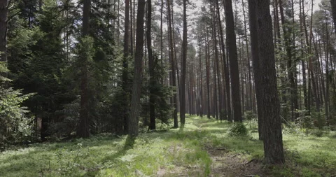 Fairytale forest in the spring, 4K slomo Stock Footage 244329083