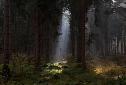 Fairytale forest: sunray in dark pine forest Stock Photos