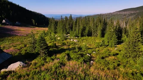 A fairytale meadow high in the mountains Stock Footage 304423010
