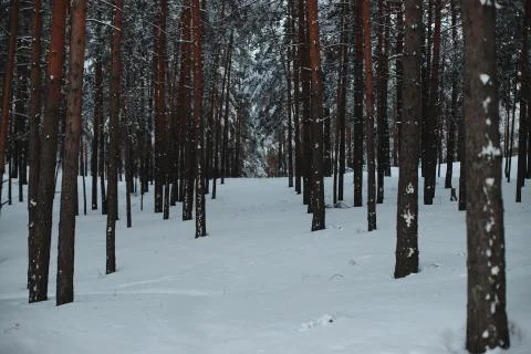 Fairytale path among tree trunks in the winter forest. Stock Photos