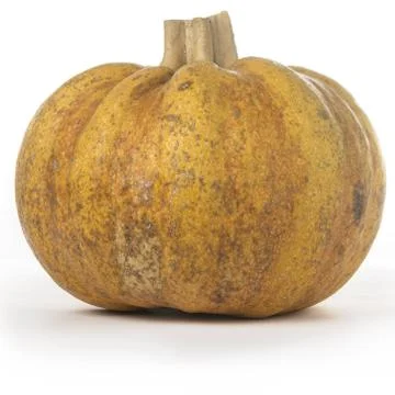 Fairytale Pumpkin Stock-Fotos