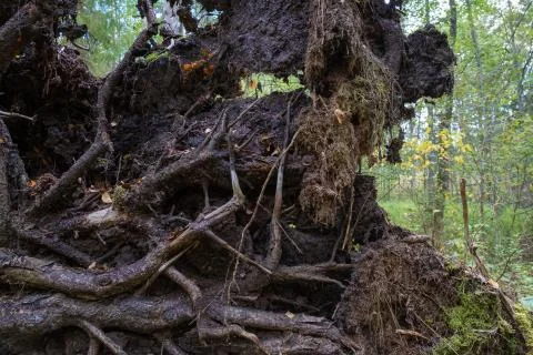 Fairytale roots of a large fallen tree, filmed close-up. Stock Photos