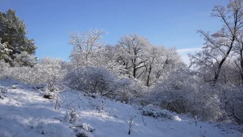 Fairytale trees covered with a layer of snow sway in the wind Stock Footage 308034023
