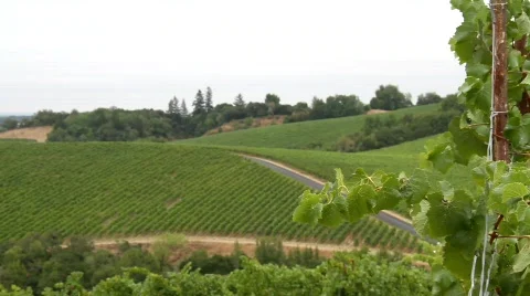 Fairytale Vineyards Stock Footage 846924