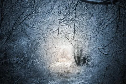 Fairytale winter forest path Stock Photos