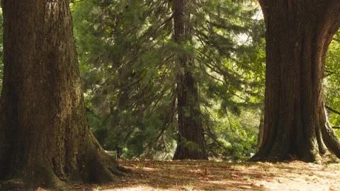 Fairytale woods Stock Footage 172557495