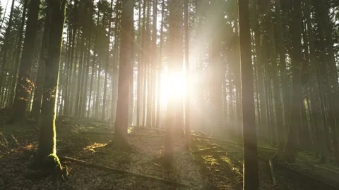 Fairytale woods with sun rays animation 動画素材 141463906