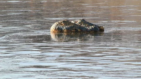 Fake alligators Video stock 1002437