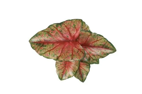 Fake Flower on the table Foto stock