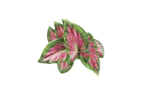 Fake Flower on the table Stock Photos