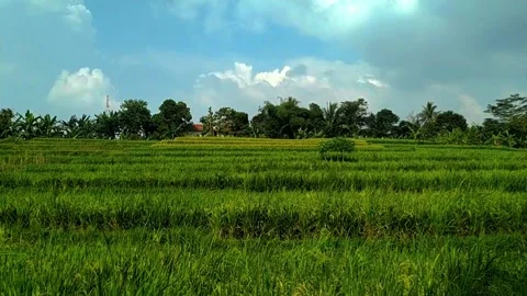 Fake fly up Video stock 239738870