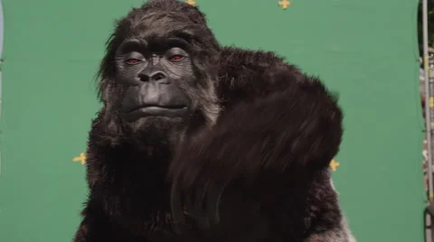 Fake gorilla making expressions against green background in zoo 스톡 동영상 67555480