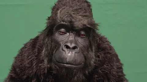 Fake gorilla making expressions against green background in zoo 스톡 동영상 67555488