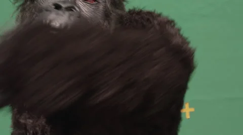Fake gorilla making hand gestures against green background in zoo Vídeos de archivo 67555483