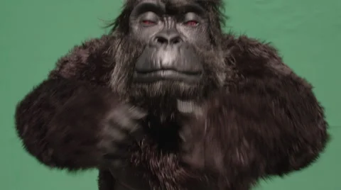 Fake gorilla making hand gestures against green background in zoo 스톡 동영상 67555487