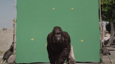 Fake gorilla walking and making expressions against green background in zoo Stock Footage 67555467