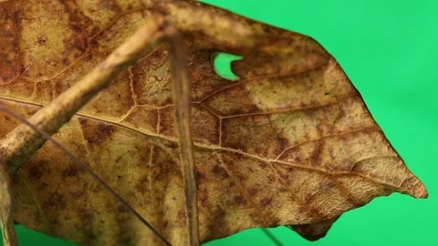 Fake leaf katydid cricket , green screen Stock Footage 97930632