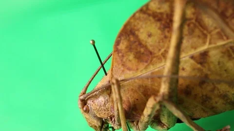Fake leaf katydid cricket , green screen Stock Footage 97930666