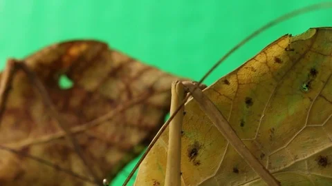 Fake leaf katydid cricket , green screen Stock Footage 97930695