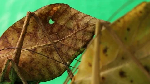 Fake leaf katydid cricket , green screen Stock Footage 97930697