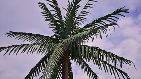 Fake palm tree in a park Stock Footage 139187435