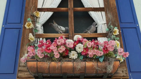 Fake Plastic Flowers in Window Stock Footage 35740007