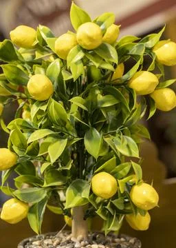 Fake plastic lemon tree as background. Close up. Stock Photos