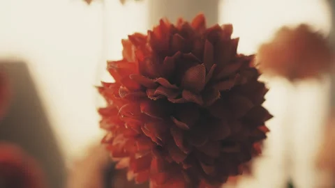 Fake plastic orange drumstick flower Craspedia globosa vintage colour pull .. Stock Footage 344728176